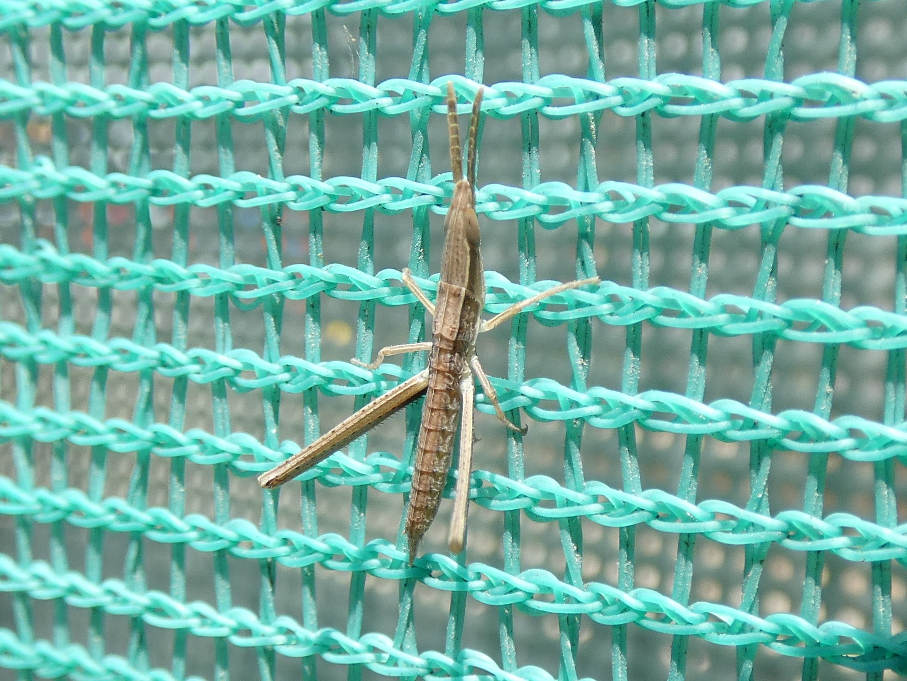 ショウリョウバッタの健脚